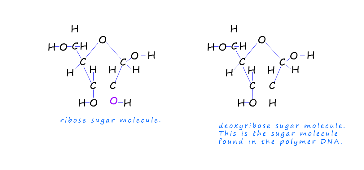 Structure of ribose sugar and deoxyribose.